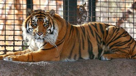 Zookeeper On The Mend After Tiger Attack At Kansas Zoo Abc News