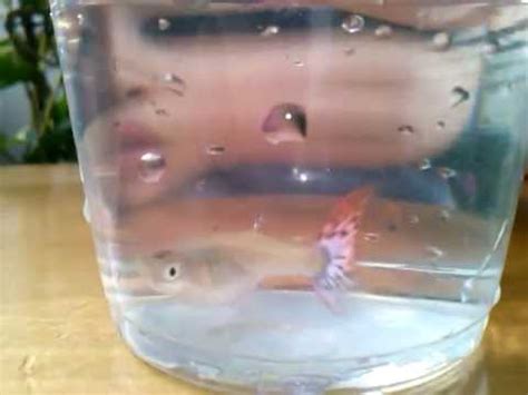 How to tell if a female guppy is pregnant? Guppy fish giving birth in two hrs - YouTube