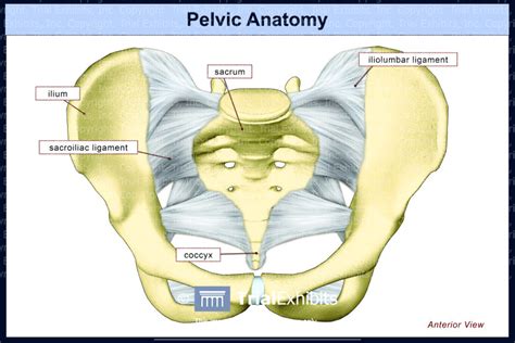 Pelvic Anatomy Trialexhibits Inc