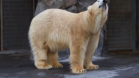 Alaska Zoos 19 Year Old Polar Bear Has Died