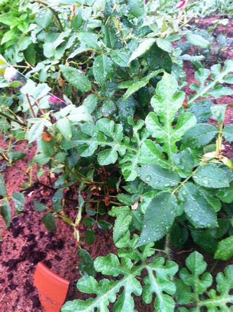 In this article, you'll learn just what causes that telltale weed smell, how to prevent the smell from taking over, and how to cover it up in a hurry. The (not always) Lazy W: Are You Going to Scarborough Fair?
