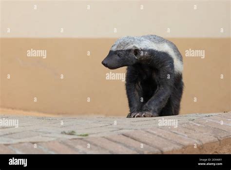 Honey Badger Mellivora Capensis Front View Of An Adult Standing On