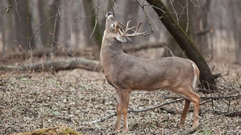 Viral Photos Deer Covered In Large Tumors In Minnesota Bring Me The News