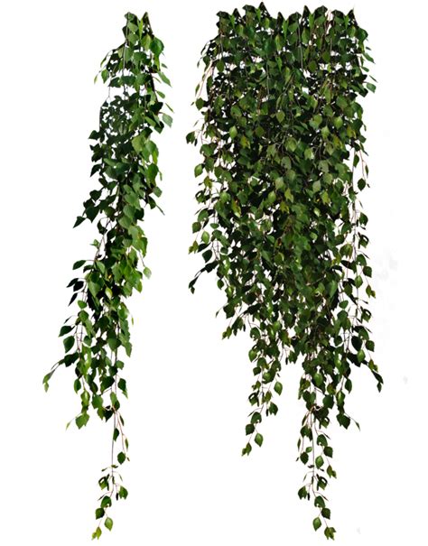 Hanging Plant Png Free Logo Image