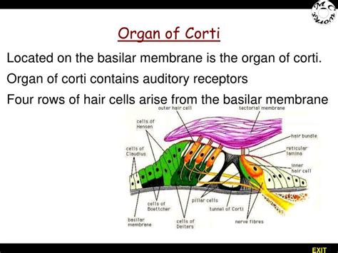 Organ Of Corti Basilar Membrane