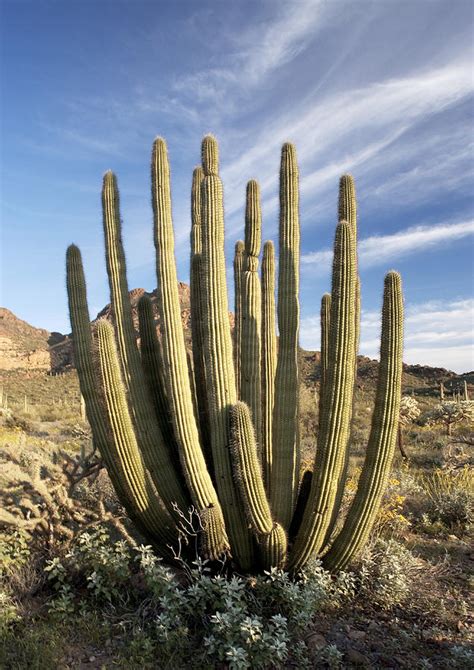 Organ Pipe Cactus Stenocereus Thurberi Photograph By Bob Gibbons