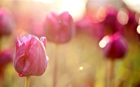 Light Bokeh Spring Pink Tulips Flowers Hd Wallpaper Rose Flower