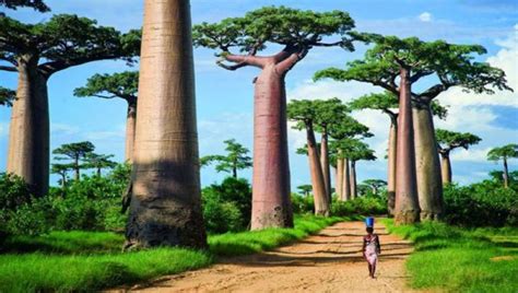 | lemurs, baobabs, rainforest, desert, hiking and diving: India & Madagascar Join Hands To Promote Mutual Tourism ...