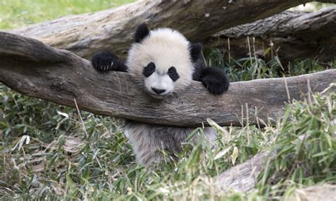 Giant Panda Cub Faqs Smithsonians National Zoo
