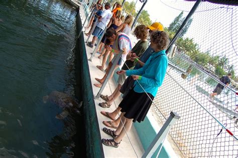 Sea Turtle Center Of Marathon Florida Ditching Suburbia