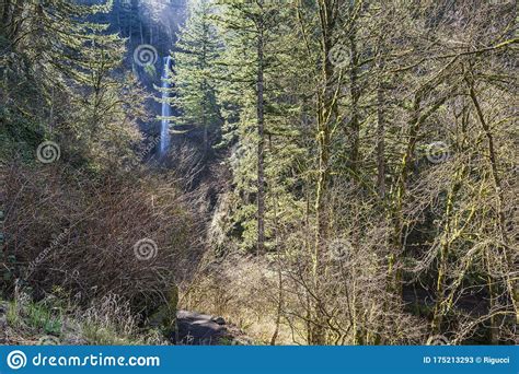 Latourell Falls And Landscape Oregon Stock Image Image Of State