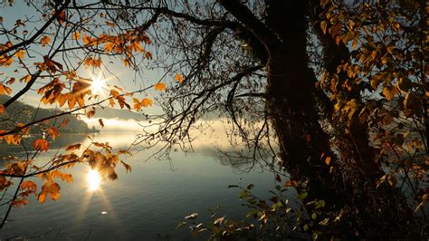 Autumn Tree Lake Sunbeams Morning 4k Hd Nature 4k Wallpapers Images