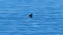 Canada’s Loch Ness Monster, the legendary Ogopogo lake monster, caught ...