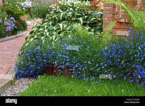 Bed Of Lobelia Hi Res Stock Photography And Images Alamy