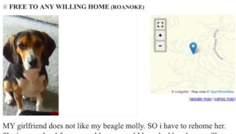 Olivia downing on free yorkshire terrier puppies for adoption. Beagle Puppies For Sale In Ohio Craigslist