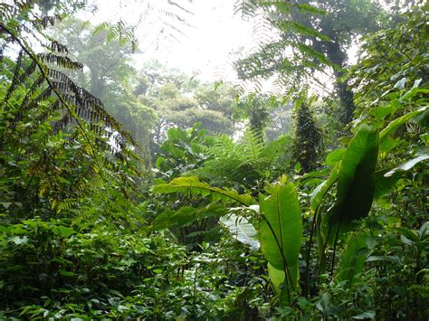 Monteverde Rainforest Costa Rica