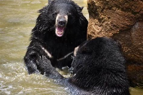 Himalayan Black Bear Facts Diet Habitat And Pictures On Animaliabio