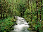 Stream in Oregon Forest