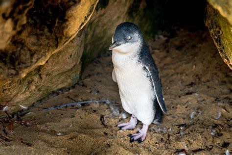 6 Places In Australia To See Penguins