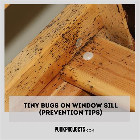Tiny Bugs On Window Sill Prevention Tips Punk Project