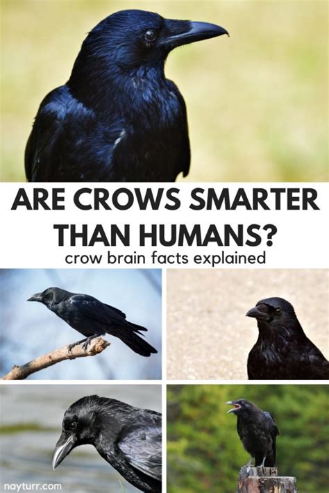 Are Crows Smarter Than Humans Crow Brain Facts Explained Nayturr