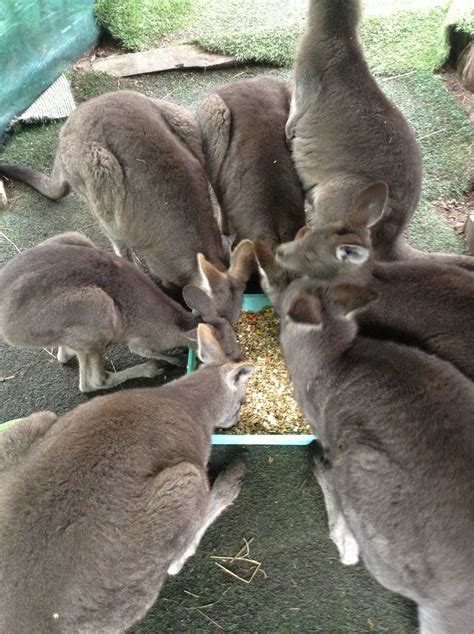 Feeding Time Australian Native Wildlifewe Can Co Exist Pintere