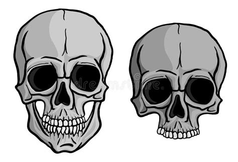 Sistema Humano Del Vector De Los Cráneos Ilustración Del Vector