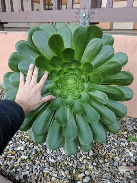 How To Grow Giant Big Succulents Faster 8 Tricks That Work