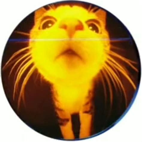 Yellow Cyber Cat Fisheye Lens Profile Picture Fish Eye Lens Iconic