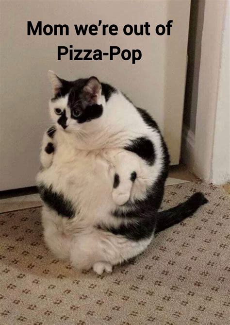 The Best Fat Memes Memedroid