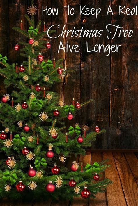 I worry that the tree will dry out before christmas if we buy too early. HOW TO KEEP A REAL CHRISTMAS TREE ALIVE LONGER | Live ...