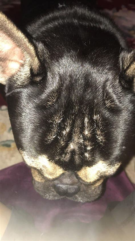 French Bulldog Bald Spots Rfrenchbulldogs