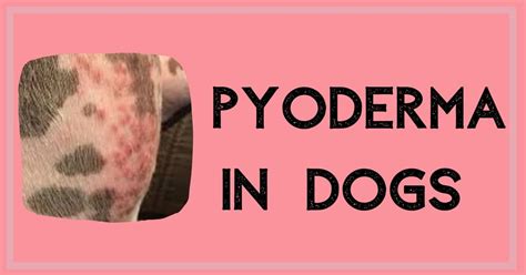 Pyoderma In Dogs I Love Veterinary