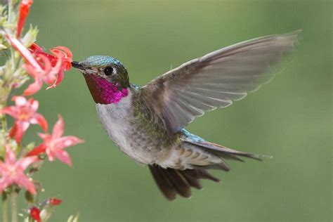 Types Of Hummingbirds In North America