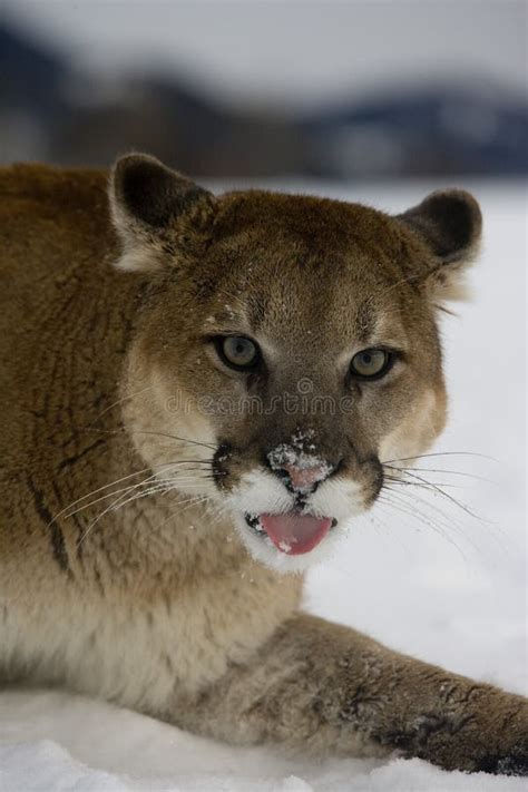 Puma Or Mountain Lion Puma Concolor Stock Photo Image Of Mountain