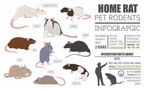 28 Common Types Of Rodents In And Around Your Home