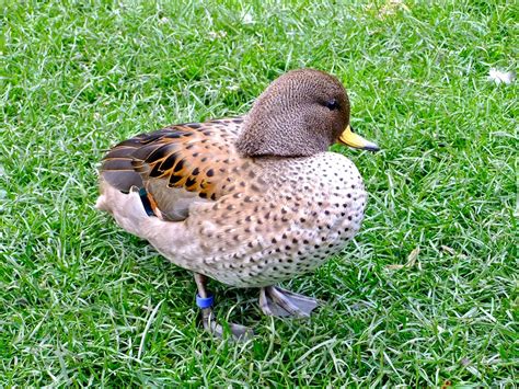 Sharp Winged Teal Peter Stubbs Flickr