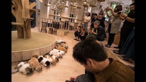 Cat Cafe In Japan Youtube