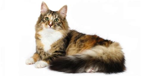 Norwegian Forest Cat Wegie Breed Information Grooming