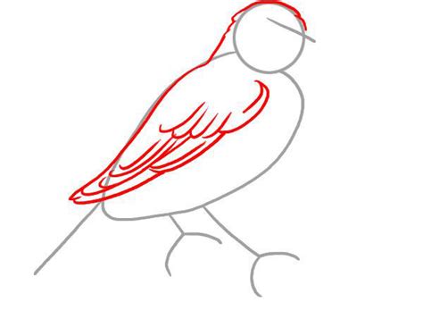 Kako Nacrtati Pticu Slika Kako Nacrtati Pticu 97