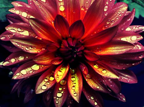 60 Examples Of Beautiful Flower Photography