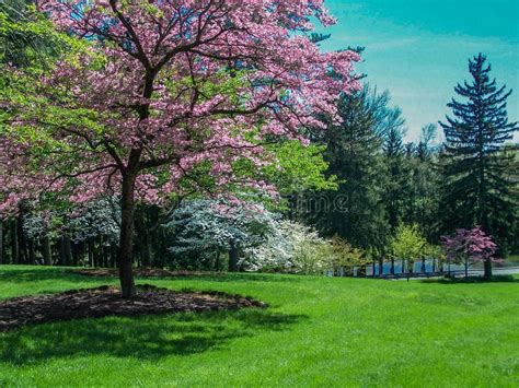 Scenic Spring Landscape Flowering Dogwood Trees Stock Image Image