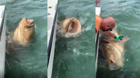 Yeah Fat Girl Fisherman Reels Massive Rare Goliath Grouper Off