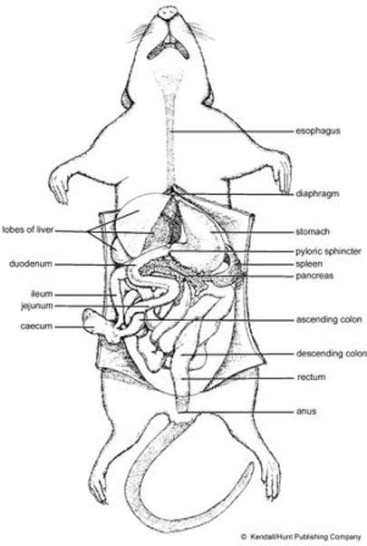 Digestive Rat Dissection