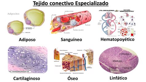 Tejido Conectivo Especializado