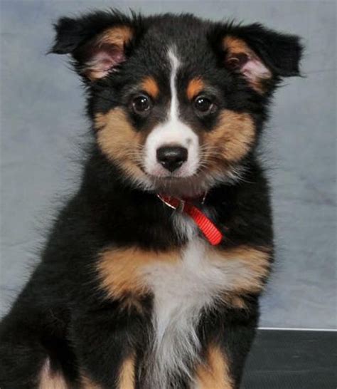 Australian Shepherd And Corgi Mix I Guess Im Going To Have A Lota