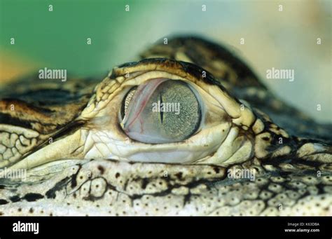Alligator Eye Membrane Hi Res Stock Photography And Images Alamy