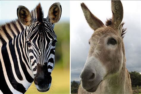 Donkeys Painted With Black Stripes To Look Like Zebras At Egyptian Zoo
