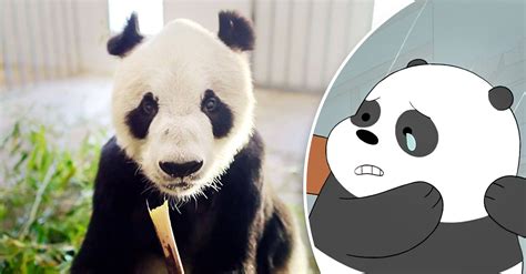 Muere Pan Pan El Panda Que Ayudó A Salvar A Su Especie