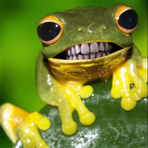 Frog Funny Animal Memes Funny Animal Pictures Funny Animals Cute